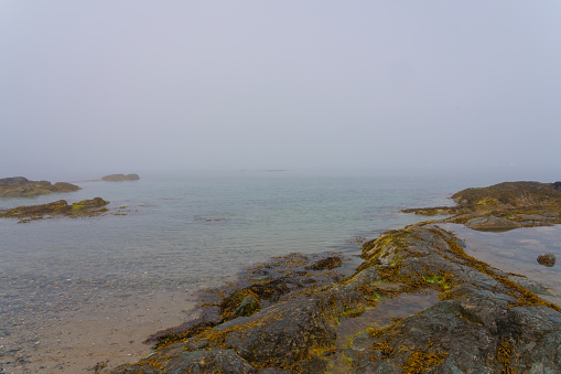 Low tide exposes seaweed covered rocks on Porthdinllaen beach. on a foggy summer afternoon.