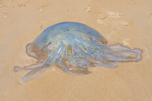 A Barrel Jellyfish laying on the sands of Abersoch beach in Gwynedd, Wales.