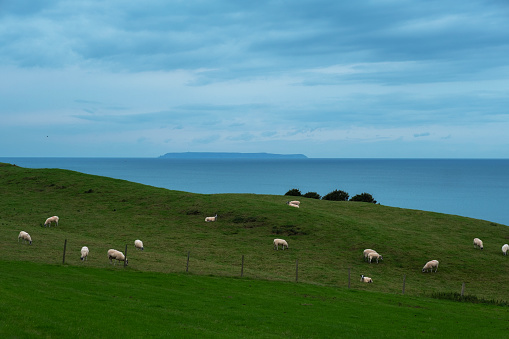 A herd of sheep on a hill by the sea, North Devon UK.