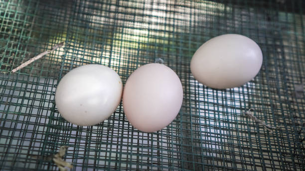 Three pieces of free-range chicken eggs harvested for cooking or hatching. Indonesian called Telur Ayam Kampung