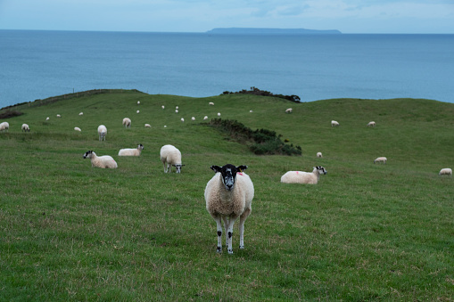 A sheep in a North Devon field by the sea, with views to Lundy Island, Devon UK.