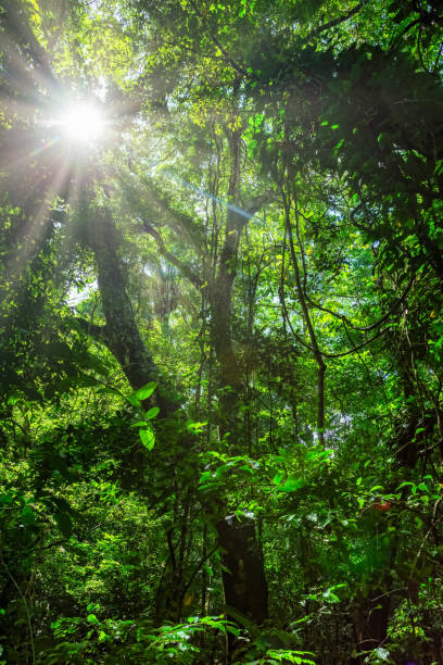 istock Dense Tropical Rain Forest, Manuel Antonio Costa Rica wilderness 1740650950