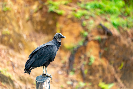 Black vulture (Coragyps atratus), also known as the American black vulture, Mexican vulture, zopilote, urubu, or gallinazo, bird in the New World vulture family. Costa Rica wildlife and birdwatching.