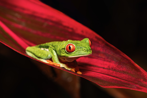 Red-Eyed Tree Frog climbing on heliconia flower , Costa Rica animal. Agalychnis callidryas