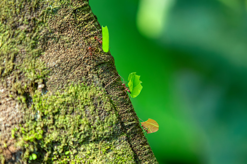 Hormiga cortadora de hojas, Atta cephalotes, Parque Nacional Manuel Antonio, Vida silvestre de Costa Rica photo