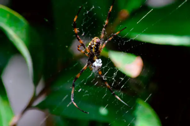 Macro View Orange And Black Patterned Spider Or Peacock Spider Repairing Its Web Among Leaves Of Garden Plant