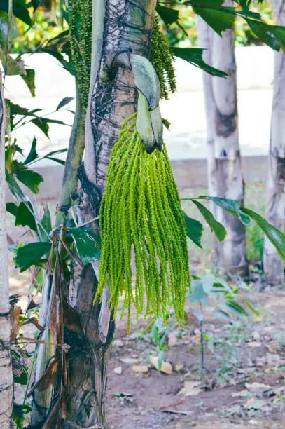 Portrait View Trunk And Fruits Of Fishtail Palm Or Caryota Mitis Unique Plant Growing In The Field