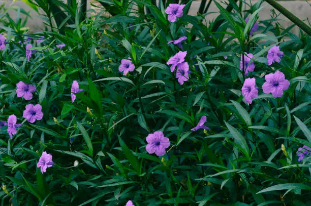 Purple Flowers Amidst Green Leaves Of The Ruellia Simplex Plant Thrive Fresh In The Garden