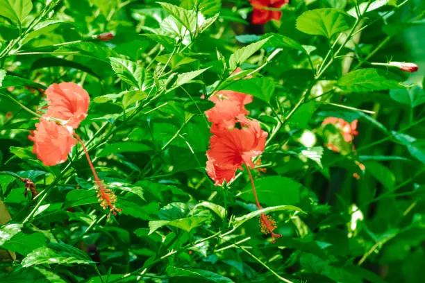 Side View Of Red Chinese Hibiscus Flowers Blooming Among The Fresh Green Leaves Of The Plant