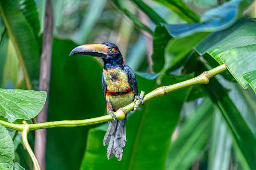 Collared aracari (Pteroglossus torquatus) is a near-passerine bird in the toucan family Ramphastidae. Tortuguero, Wildlife and birdwatching in Costa Rica.