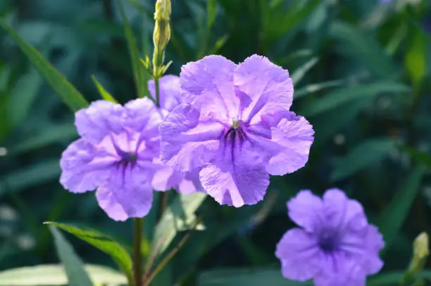 Close-up Front View Of Beautiful Fresh Purple Ruellia Simplex Flowers In Morning Sunlight