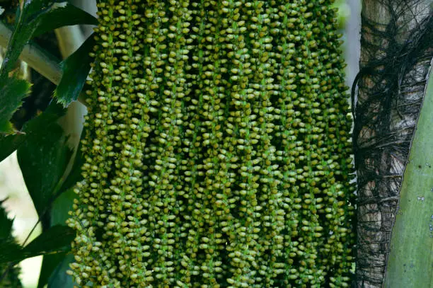 Close Up Macro View Young Green Fruits Of Fishtail Palm Or Caryota Mitis Plant In The Garden