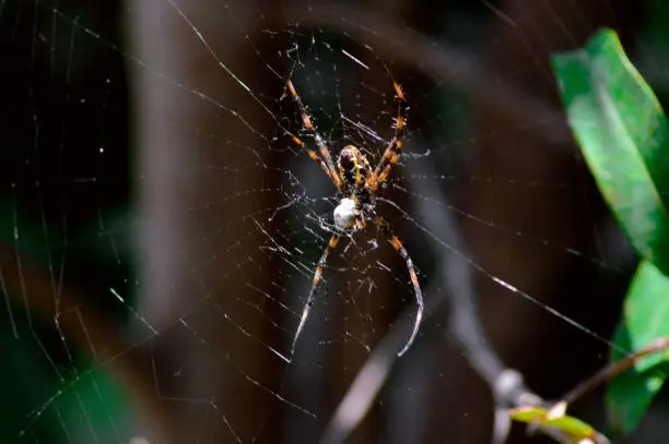 Close Up Orange And Black Patterned Spider Or Peacock Spider Repairing Its Web Among Leaves And Stems Of Plants