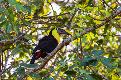 Big beautiful bird, yellow-throated toucan (Ramphastos ambiguus) perched on tree in natural habitat, Tortuguero, Wildlife and birdwatching in Costa Rica.