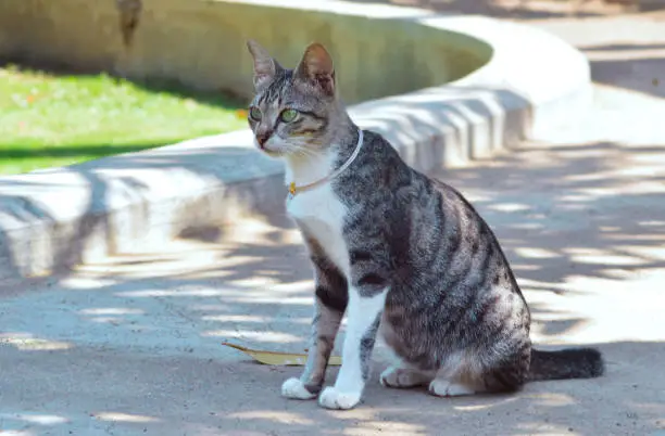 Close Up Side View A Cute Female Cat With Gray And White Striped Fur Sits, Watching With Her Eyes In The Garden Park Pathway