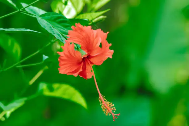 Close-up Side View Of A Blooming Red Hibiscus Rosa-sinensis Flower Hanging With A Blurred Green Leaf Background