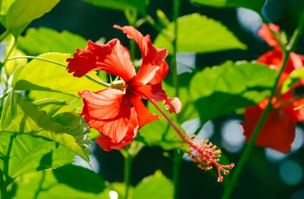 Close-up Side View Of Blooming Red Hibiscus Rosa-sinensis Among Green Leaves In The Sunlight