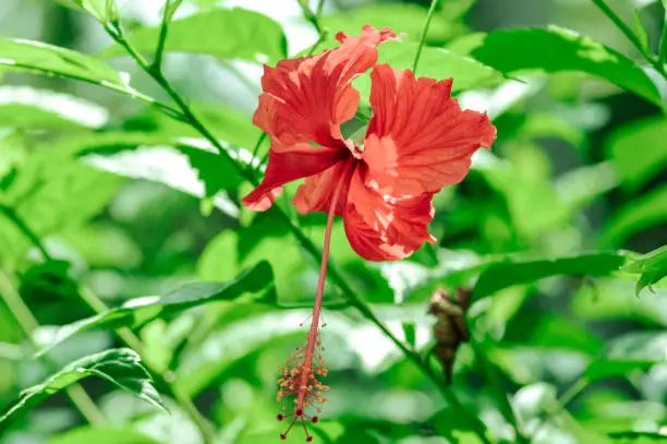 Close-up View Of A Blooming Red Chinese Hibiscus Flower Amidst The Fresh Green Leaves Of The Plant