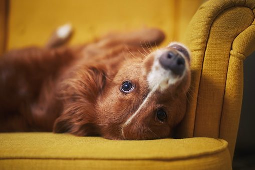 Cute dog alone at home. Funny Nova Scotia Duck Tolling Retriever lying on back in yellow chair.