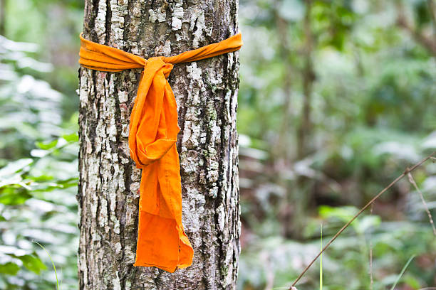 istock Monks Robe wrapped around tree at Wat Pha Lat Thailand 174066357