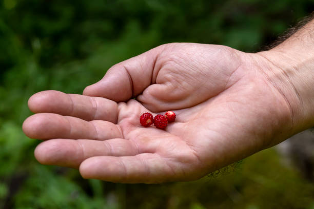 istock Man's hand hold a delicious strawberries (Fragaria vesca) close-up. 1740687293
