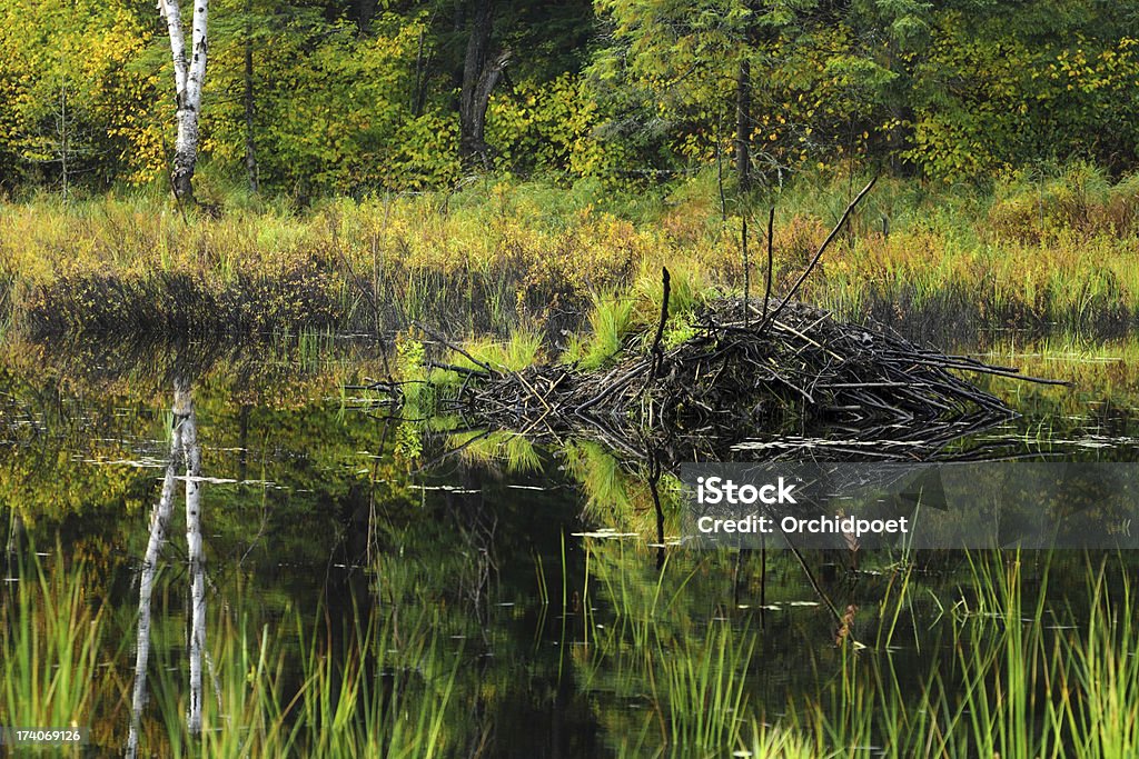 Beaver Dam - Zbiór zdjęć royalty-free (Żeremie)