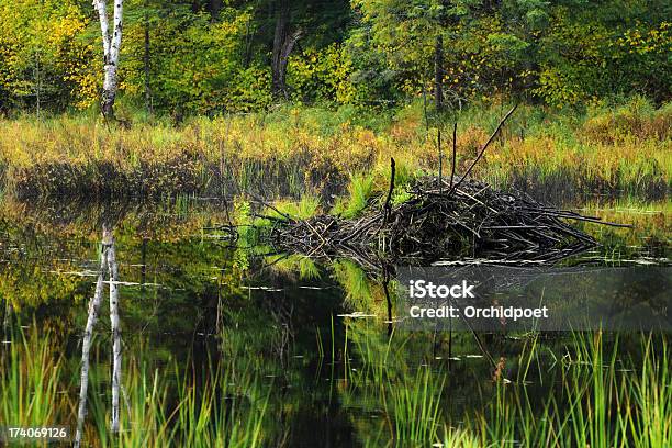 Beaver Dam - zdjęcia stockowe i więcej obrazów Żeremie - Żeremie, Kastorowy Staw, Bez ludzi