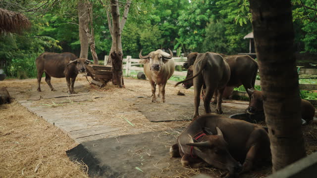 Buffalo at farm in rural scene.