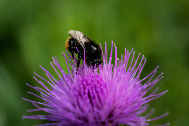 istock Milk thistle close up with insect, silybum marianum, cardus 1740693861