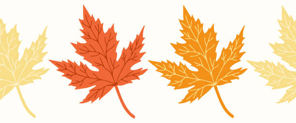 ilustrações, clipart, desenhos animados e ícones de borda sem costura de folhas de bordo rabiscas em fundo isolado - maple tree autumn textured leaf