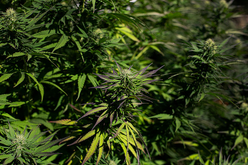 Mature Marijuana Plant with Bud and Leaves. Texture of Marijuana Plants at Indoor Cannabis Farm. Cannabis Plants Growing outdoor with Big Marijuana Buds