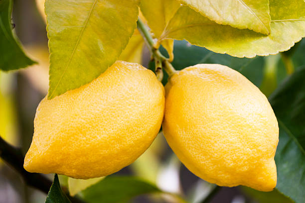 istock Two yellow lemons on branch of citrus tree 174070189