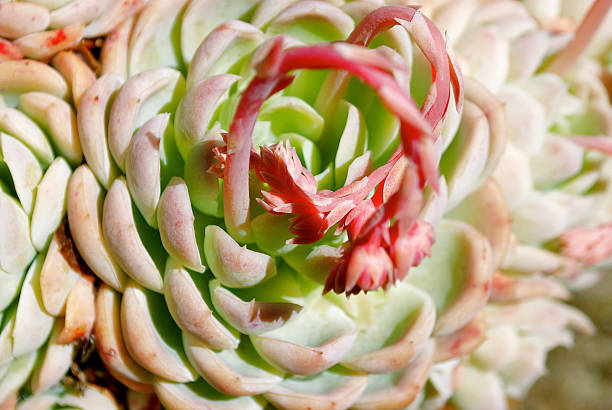 'hens chicks'succulents et de produits pour le bain bloom - soboliferum photos et images de collection