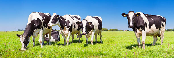 istock Cows in a fresh grassy field on a clear day 174070710