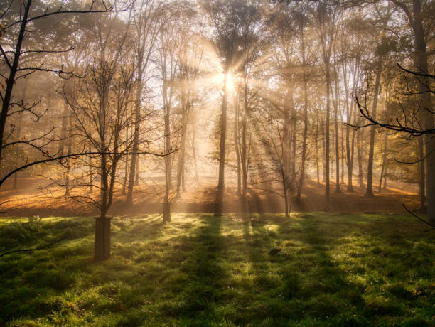 istock Mysterious foggy forest during autumn day 1740711527