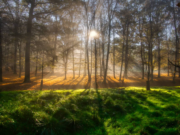 istock Mysterious foggy forest during autumn day 1740711546
