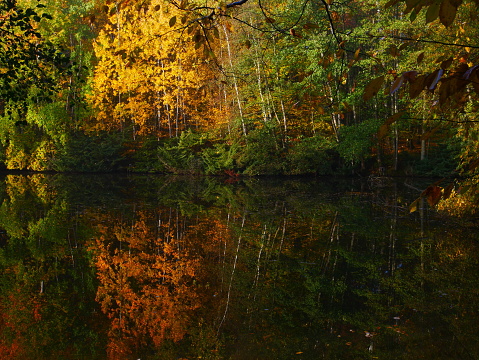 Mysterious foggy forest with reflexion on a watter surface during autumn day, sunlight,fog, green and yellow leafs.  Mystique  relaxing  nature, creepy mood. Czech republic,Europe.