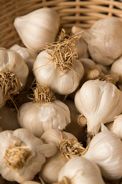 Organically Grown Garlic stock photo