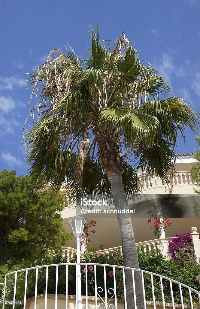 Palm in front of a house "House in Majorca,Balearen,Spain.Please see more than 80 Majorca Pictures of my Portfolio.Thank you!" Architecture Stock Photo