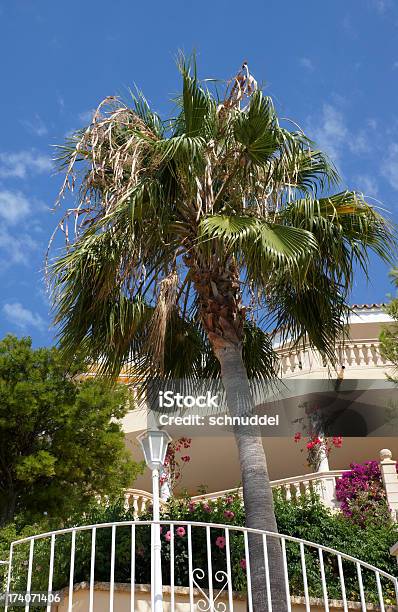 Palm In Front Of A House Stock Photo - Download Image Now - Architecture, Balcony, Balearic Islands