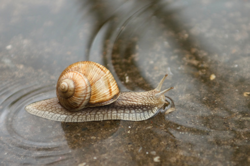 Snail in the rainy day.