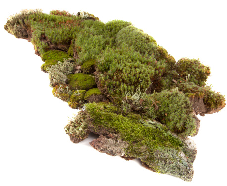 Moss collection on a white background