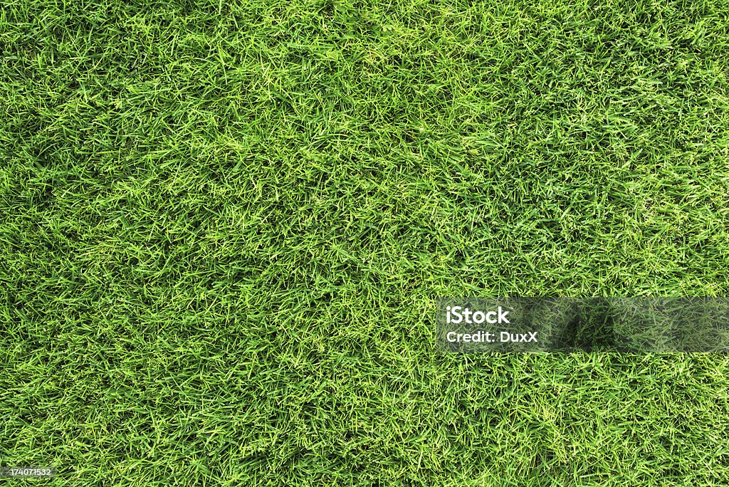 Textura verde hierba - Foto de stock de Hierba - Pasto libre de derechos
