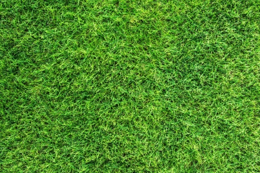 Close up photo of healthy green grass on playing field in very high resolution.