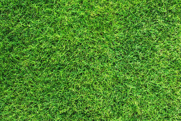 Green grass texture Close up photo of healthy green grass on playing field in very high resolution. soccer field photos stock pictures, royalty-free photos & images