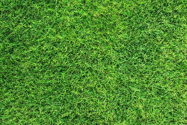Photo of Green grass texture