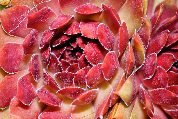 rojo siemprevivas flores - soboliferum fotografías e imágenes de stock