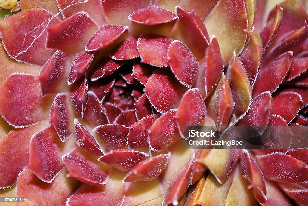 Vermelho Sempervivum Flores - Royalty-free Abstrato Foto de stock