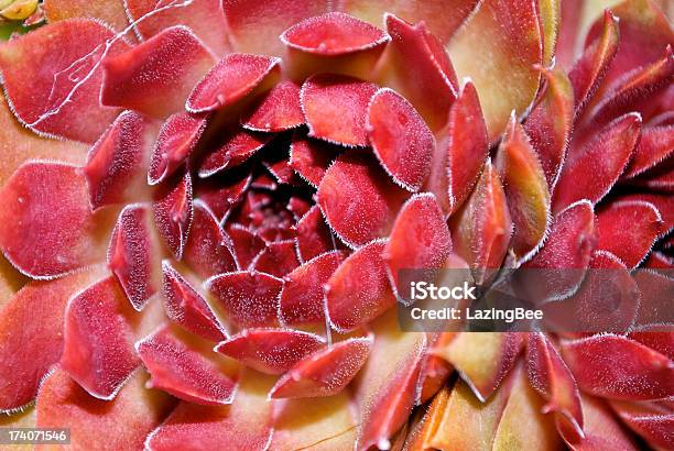 Vermelho Sempervivum Flores - Fotografias de stock e mais imagens de Abstrato - Abstrato, Aeonium, Anual - Caraterística da planta