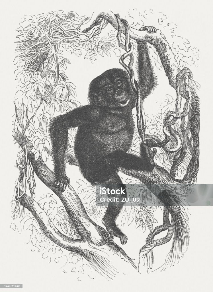 Szympans - Zbiór ilustracji royalty-free (Bez ludzi)